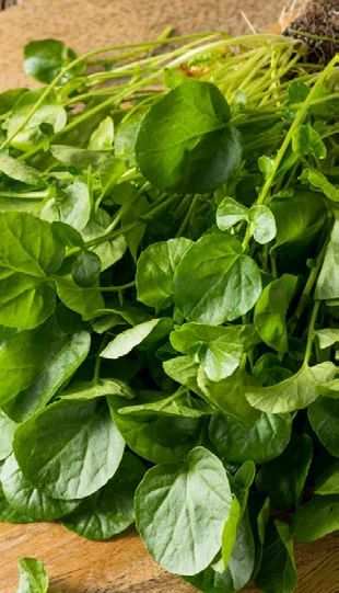 Adubo Caseiro para Agrião: Receitas Naturais passo a passo