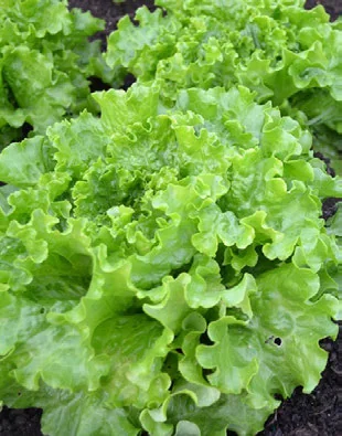 Como Plantar Alface em Casa passo a passo
