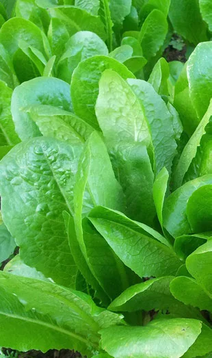 Como Plantar Almeirão em Casa passo a passo