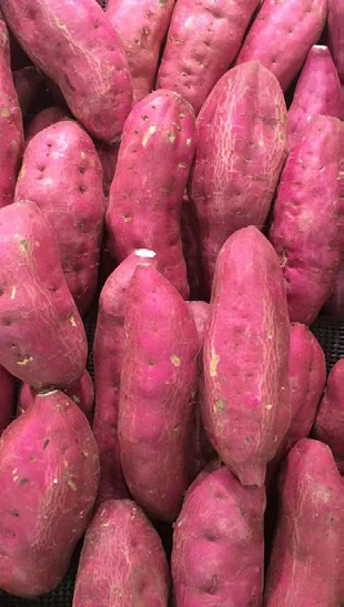 Como Plantar Batata-doce em Casa passo a passo