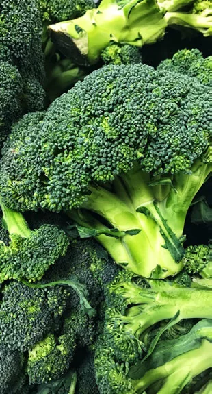 Como Plantar Brócolis em Casa passo a passo