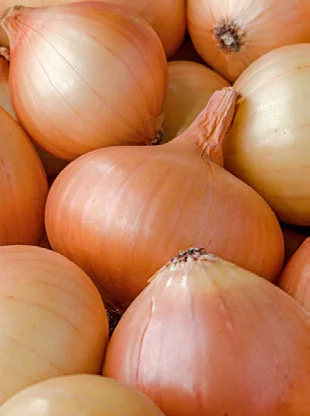 Como Plantar Cebola em Casa passo a passo