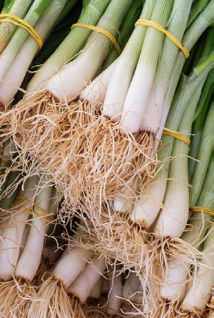 Dá para Cultivar Cebolinha com Pouca Luz? passo a passo