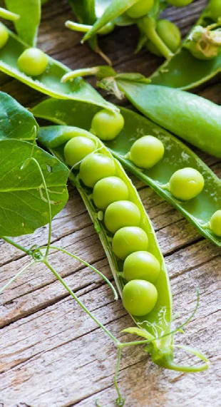 Como Plantar Ervilha em Casa passo a passo