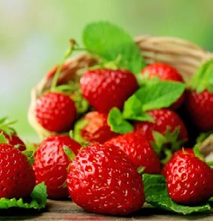 Dá para Cultivar Morango com Pouca Luz? passo a passo