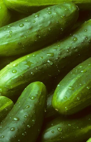 Como Plantar Pepino em Casa passo a passo