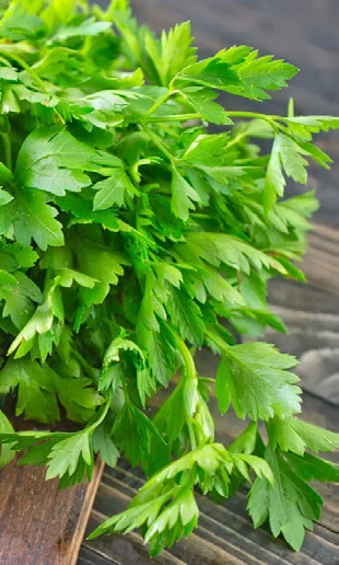 Plantar Salsa Passo a Passo em Casa passo a passo