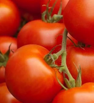 Tomate em Garrafa Pet: Como Plantar em Casa passo a passo